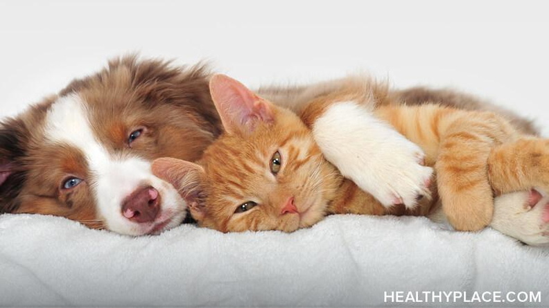 Cats Help Mental Health How Getting A Cat Helped My Anxiety HealthyPlace
